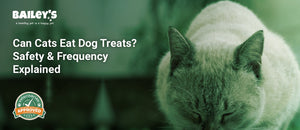 Can Cats Eat Dog Treats? Safety & Frequency Explained - a cat eating from a stainless steel pet bowl - Bailey's CBD featured banner