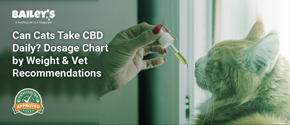 Can Cats Take CBD Daily? Dosage Chart by Weight & Vet Recommendations - Bailey's CBD featured banner