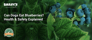 Can Dogs Eat Blueberries? Health & Safety Explained - Bailey's CBD featured banner