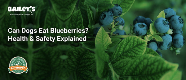 Can Dogs Eat Blueberries? Health & Safety Explained - Bailey's CBD featured banner