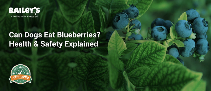 Can Dogs Eat Blueberries? Health & Safety Explained - Bailey's CBD featured banner