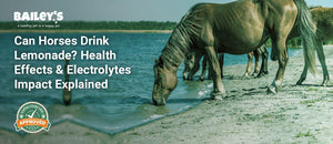 Can Horses Drink Lemonade? Health Effects & Electrolytes Impact Explained - Bailey's CBD featured banner