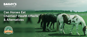 Can Horses Eat Cherries? Health Effects & Alternatives - horses grazing in a green pasture with a white fence - Bailey's CBD featured banner