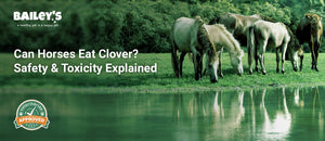 Can Horses Eat Clover? Safety & Toxicity Explained - horses grazing in a lush green pasture - Bailey's CBD featured banner