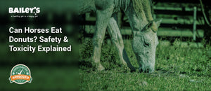 Can Horses Eat Donuts? Safety & Toxicity Explained - grey horse grazing on grass in a sunlit field - Bailey's CBD featured banner