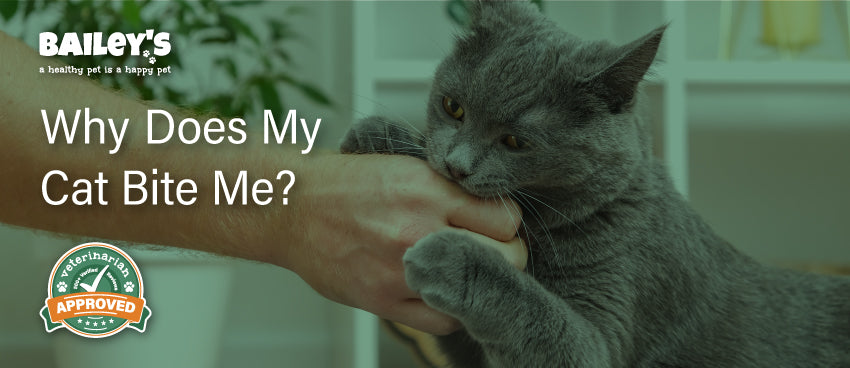 Why Does My Cat Bite Me?
