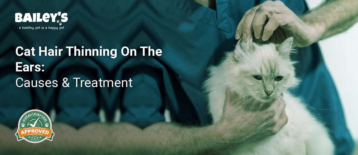 Cat Hair Thinning On The Ears: Causes & Treatment - a veterinarian examines the ears of a long haired - Bailey's CBD featured banner