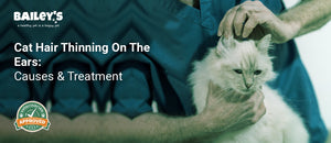 Cat Hair Thinning On The Ears: Causes & Treatment - a veterinarian examines the ears of a long haired - Bailey's CBD featured banner