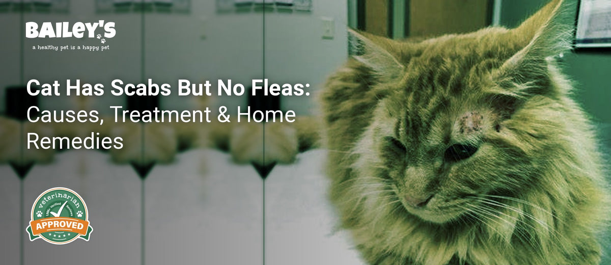 Cat Has Scabs But No Fleas: Causes, Treatment & Home Remedies - an orange long haired cat lies on a veterinary - Bailey's CBD featured banner