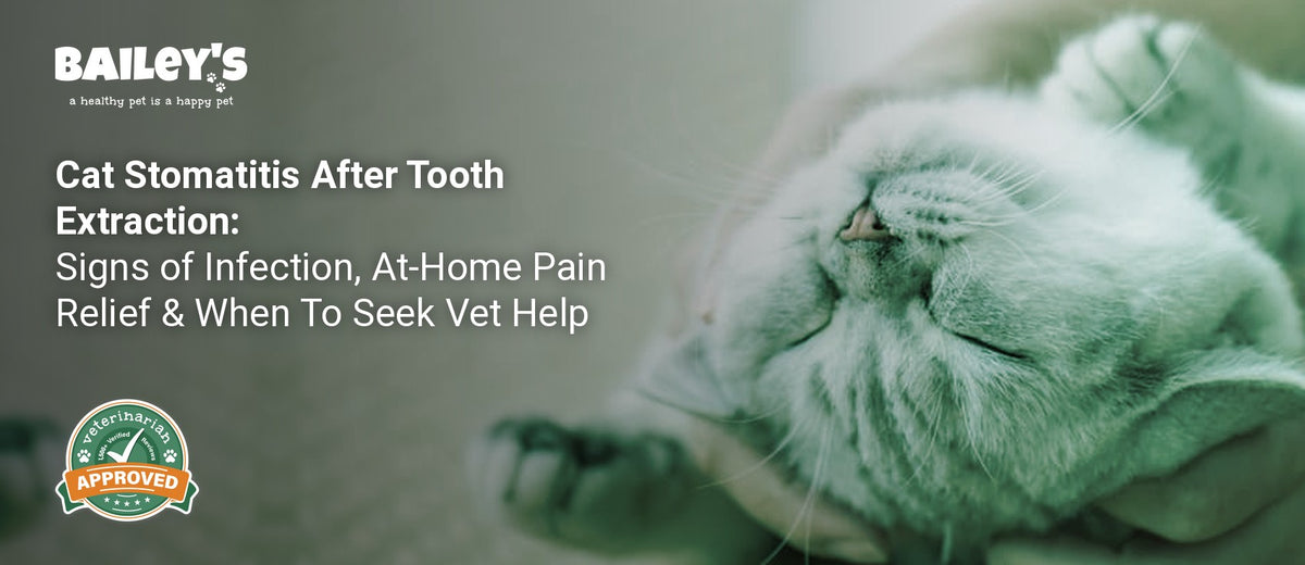 Cat Stomatitis After Tooth Extraction: Signs of Infection, At-Home Pain Relief & When To Seek Vet Help - Bailey's CBD featured banner