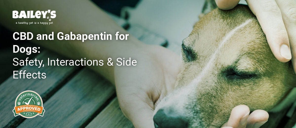 CBD and Gabapentin for Dogs: Safety, Interactions & Side Effects - close up of a small dog with closed eyes - Bailey's CBD featured banner