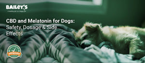 CBD and Melatonin for Dogs: Safety, Dosage & Side Effects - dog sleeping - Bailey's CBD featured banner