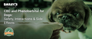 CBD and Phenobarbital for Dogs: Safety, Interactions & Side Effects - dog taking medication - Bailey's CBD featured banner