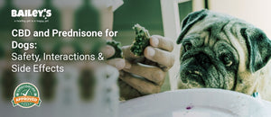 CBD and Prednisone for Dogs: Safety, Interactions & Side Effects - Bailey's CBD featured banner