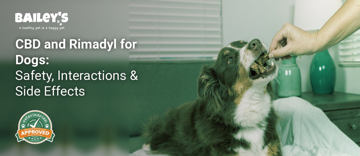 CBD and Rimadyl for Dogs: Safety, Interactions & Side Effects - Bailey's CBD featured banner