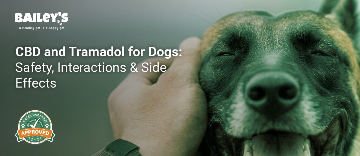 CBD and Tramadol for Dogs: Safety, Interactions & Side Effects - Bailey's CBD featured banner