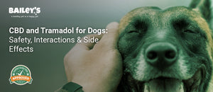 CBD and Tramadol for Dogs: Safety, Interactions & Side Effects - Bailey's CBD featured banner