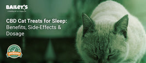 CBD Cat Treats for Sleep: Benefits, Side-Effects & Dosage - cat feeding from a bowl - Bailey's CBD featured banner