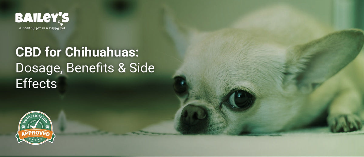 CBD for Chihuahuas: Dosage, Benefits & Side Effects - a small Chihuahua sitting peacefully on a soft blanket - Bailey's CBD featured banner