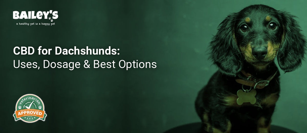 CBD for Dachshunds: Uses, Dosage & Best Options - black and tan Dachshund puppy with long ears sitting on a stool - Bailey's CBD featured banner