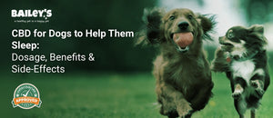 CBD for Dogs to Help Them Sleep: Dosage, Benefits & Side-Effects - two small dogs running across a grassy field - Bailey's CBD featured banner