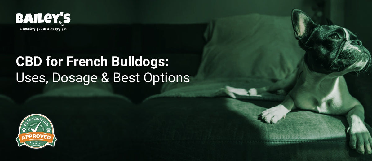 CBD for French Bulldogs: Uses, Dosage & Best Options - a French Bulldog sitting calmly on a soft cushion - Bailey's CBD featured banner