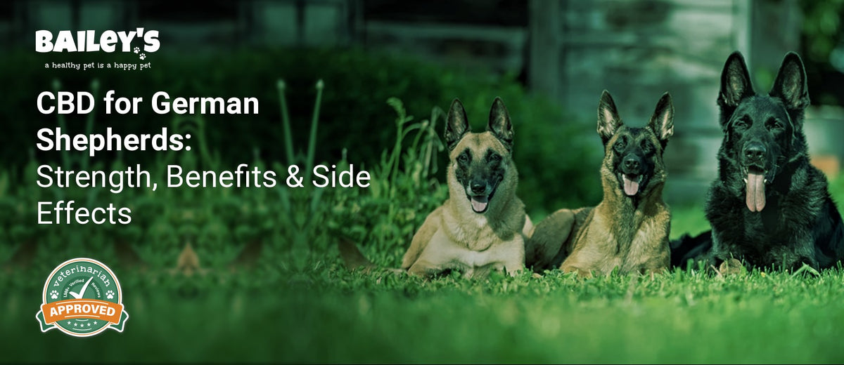 CBD for German Shepherds: Strength, Benefits & Side Effects - three German Shepherd dogs of different coat colors lying - Bailey's CBD featured banner