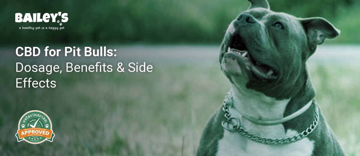 CBD for Pit Bulls: Dosage, Benefits & Side Effects - pit Bull standing on grass with a chain collar - Bailey's CBD featured banner
