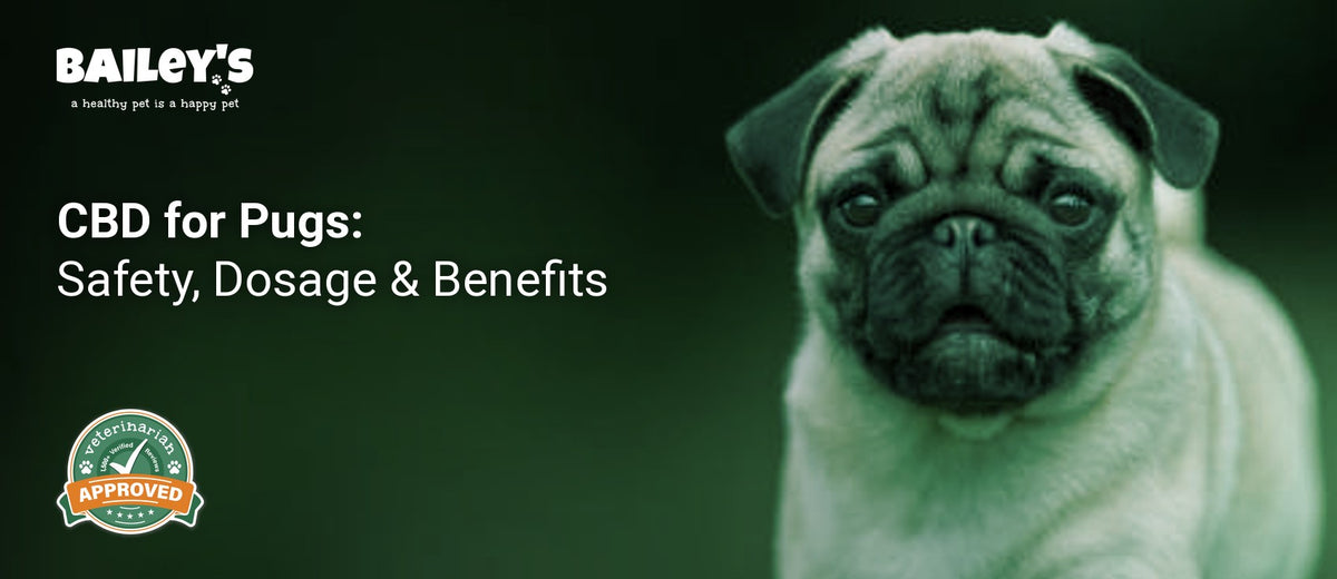 CBD for Pugs: Safety, Dosage & Benefits - a pug walking on green grass - Bailey's CBD featured banner