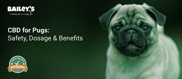 CBD for Pugs: Safety, Dosage & Benefits - a pug walking on green grass - Bailey's CBD featured banner