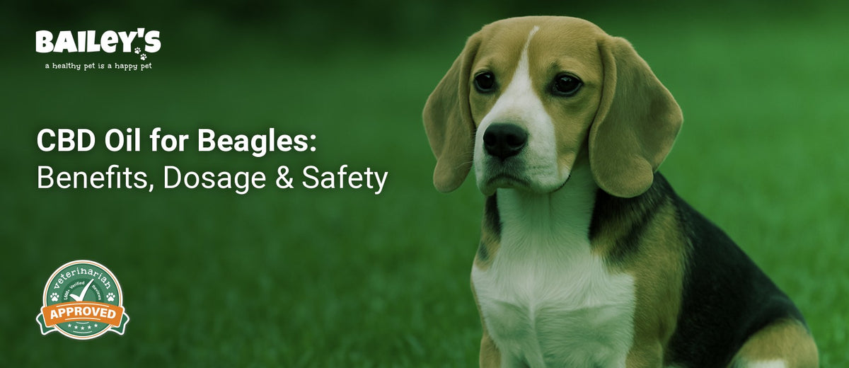 CBD Oil for Beagles: Benefits, Dosage & Safety - a Beagle sitting on green grass outdoors - Bailey's CBD featured banner