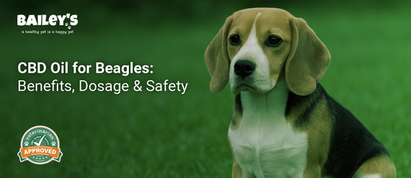 CBD Oil for Beagles: Benefits, Dosage & Safety - a Beagle sitting on green grass outdoors - Bailey's CBD featured banner