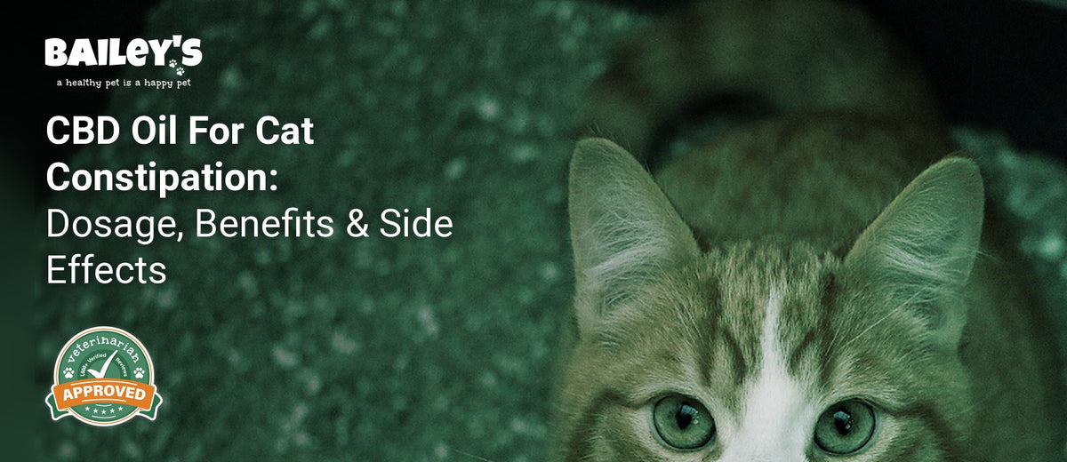 CBD Oil For Cat Constipation: Dosage, Benefits & Side Effects - Bailey's CBD featured banner