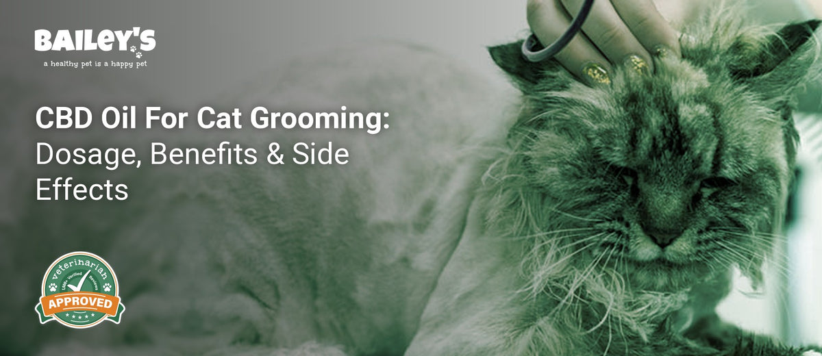 CBD Oil For Cat Grooming: Dosage, Benefits & Side Effects - a cat being groomed at a veterinary clinic with a person - Bailey's CBD featured banner