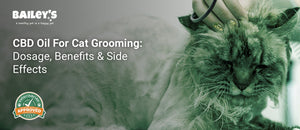 CBD Oil For Cat Grooming: Dosage, Benefits & Side Effects - a cat being groomed at a veterinary clinic with a person - Bailey's CBD featured banner