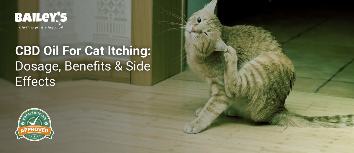 CBD Oil For Cat Itching: Dosage, Benefits & Side Effects - an orange tabby cat scratching its ear with its hind leg - Bailey's CBD featured banner