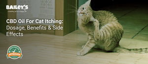 CBD Oil For Cat Itching: Dosage, Benefits & Side Effects - an orange tabby cat scratching its ear with its hind leg - Bailey's CBD featured banner