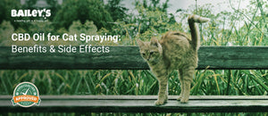 CBD Oil for Cat Spraying: Benefits & Side Effects - orange cat on a garden fence - Bailey's CBD featured banner