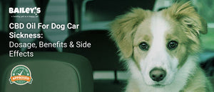 CBD Oil For Dog Car Sickness: Dosage, Benefits & Side Effects - Bailey's CBD featured banner