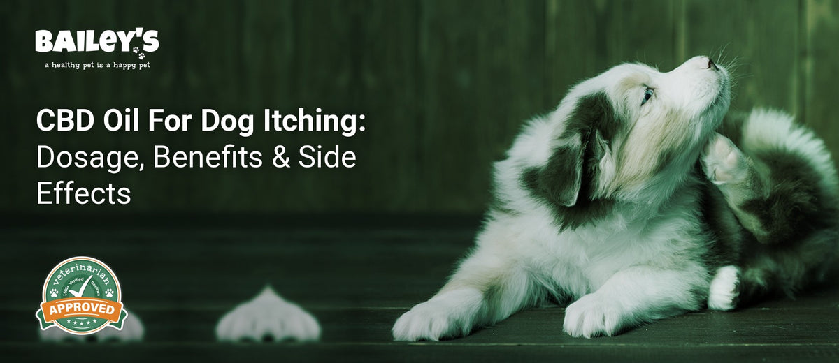 CBD Oil For Dog Itching: Dosage, Benefits & Side Effects - a Border Collie puppy lying on its side scratching its ear - Bailey's CBD featured banner
