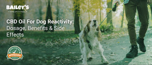 CBD Oil For Dog Reactivity: Dosage, Benefits & Side Effects - person walking small spaniel dog on leash through autumn - Bailey's CBD featured banner