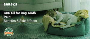 CBD Oil for Dog Tooth Pain: Benefits & Side Effects - dog sleeping curled up in a gray dog bed with a yellow blanket - Bailey's CBD featured banner