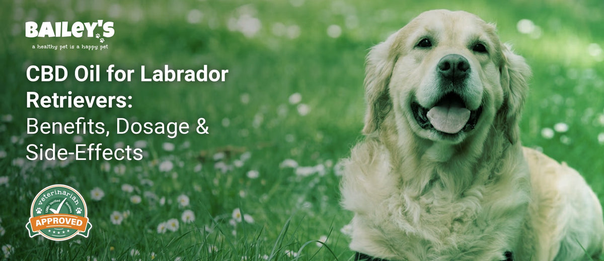 CBD Oil for Labrador Retrievers: Benefits, Dosage & Side-Effects - a Labrador retriever lying on green grass - Bailey's CBD featured banner
