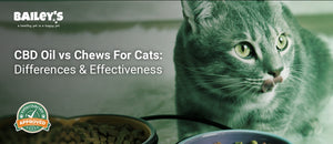 CBD Oil vs Chews For Cats: Differences & Effectiveness - a gray tabby cat sitting next to two bowls of kibble - Bailey's CBD featured banner