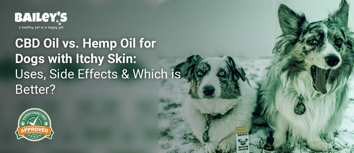 CBD Oil vs. Hemp Oil for Dogs with Itchy Skin: Uses, Side Effects & Which is Better? - Bailey's CBD featured banner
