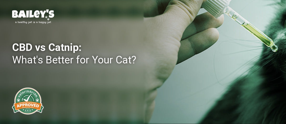CBD vs Catnip: What's Better for Your Cat? - a gray long haired cat curiously sniffs a dropper filled - Bailey's CBD featured banner