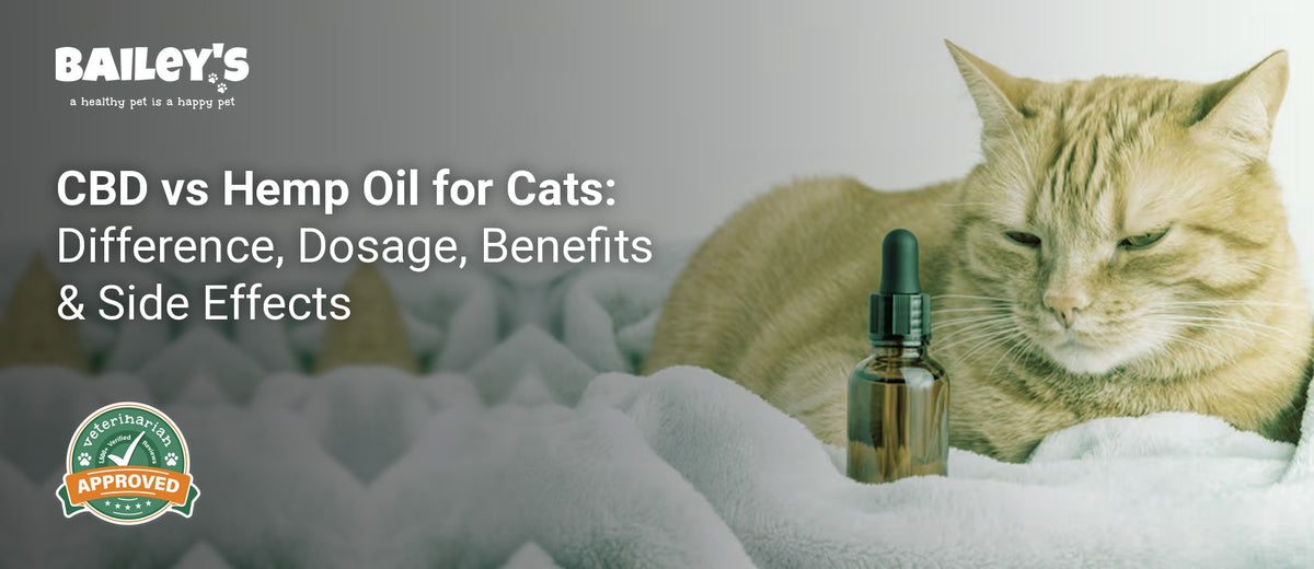 CBD vs Hemp Oil for Cats: Difference, Dosage, Benefits & Side Effects - an orange tabby cat rests on a soft lavender - Bailey's CBD featured banner