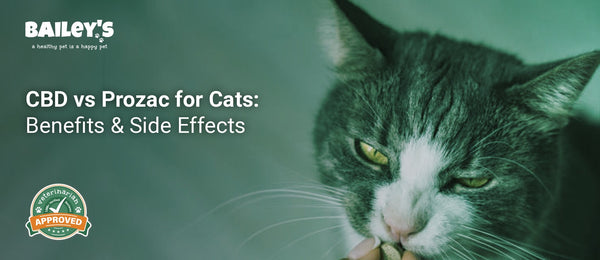 CBD vs Prozac for Cats: Benefits & Side Effects - a Cat being given medication - Bailey's CBD featured banner