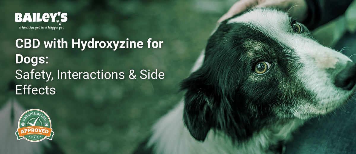 CBD with Hydroxyzine for Dogs: Safety, Interactions & Side Effects - person petting black and white dog with amber eyes - Bailey's CBD featured banner