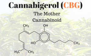 CBG for Pets: the “Mother” of all Cannabinoids